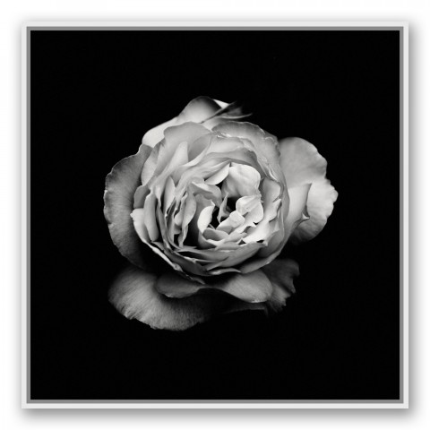 White Flower 36x36 White Floating Framed Canvas