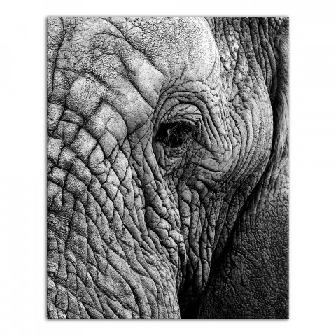Elephant Face 16x20 Canvas Wall Art