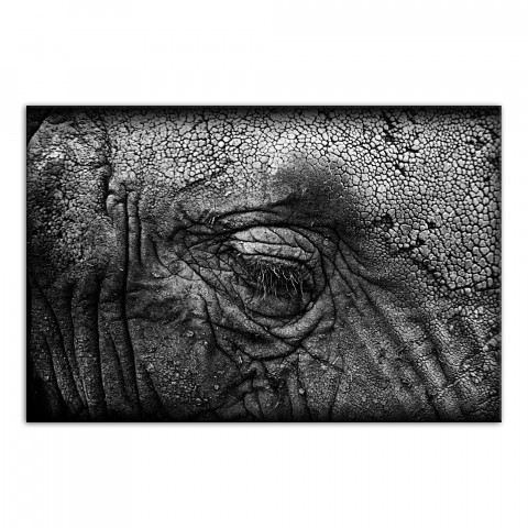 Elephant Skin Texture 12x18 Canvas Wall Art