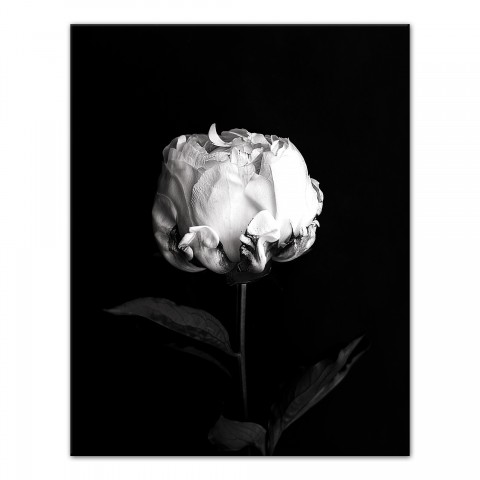 White Rose on Black Background 11x14 Canvas Wall Art