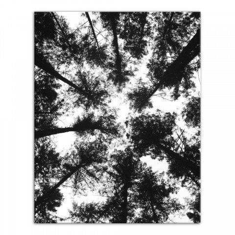 Black and White Tree Lookup 11x14 Canvas Wall Art