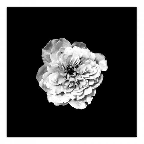 White Flower on Black Background 36x36 Canvas Wall Art