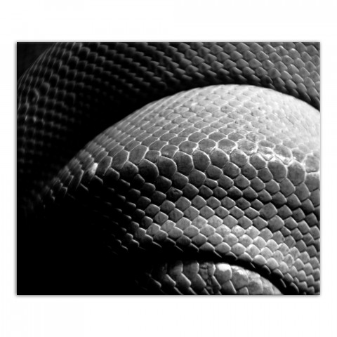 Black and White Snake Skin Texture 20x24 Canvas Wall Art