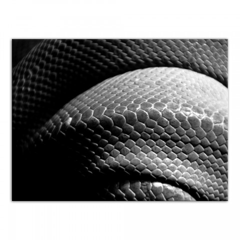 Black and White Snake Skin Texture 30x40 Canvas Wall Art