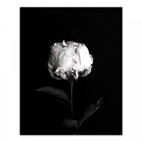 White Rose on Black Background 24x30 Canvas Wall Art