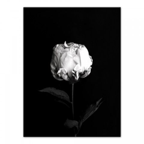 White Rose on Black Background 30x40 Canvas Wall Art