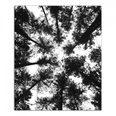 Black and White Tree Lookup 20x24 Canvas Wall Art