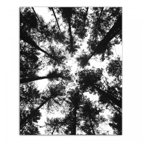 Black and White Tree Lookup 24x30 Canvas Wall Art