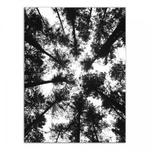 Black and White Tree Lookup 30x40 Canvas Wall Art