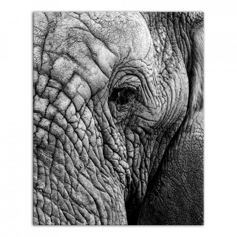 Elephant Face 24x30 Canvas Wall Art