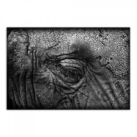 Elephant Skin Texture 20x30 Canvas Wall Art