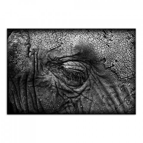 Elephant Skin Texture 32x48 Canvas Wall Art