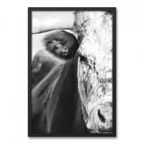 Black and White Bull 20x30 Black Framed Canvas