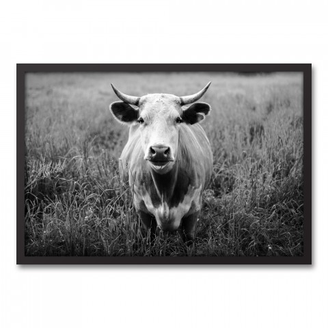 Black and White Cow in Field 20x30 Black Framed Canvas