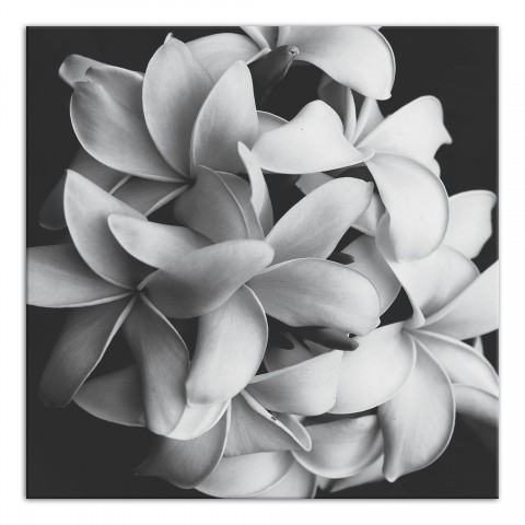 Black and White Flower Canvas Wall Art