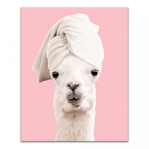 Pampered Llama 16x20 Canvas Wall Art