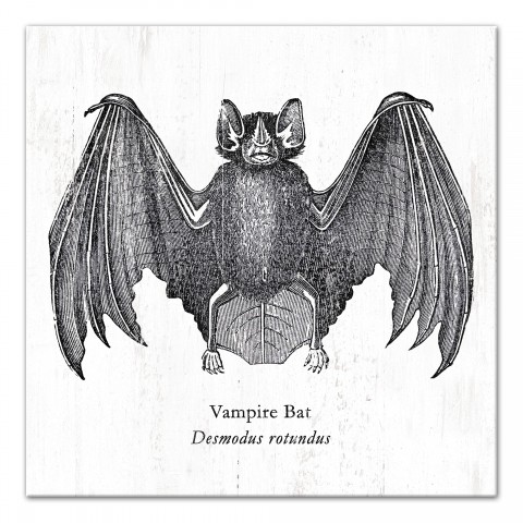 Vampire Bat 12x12 Canvas Wall Art