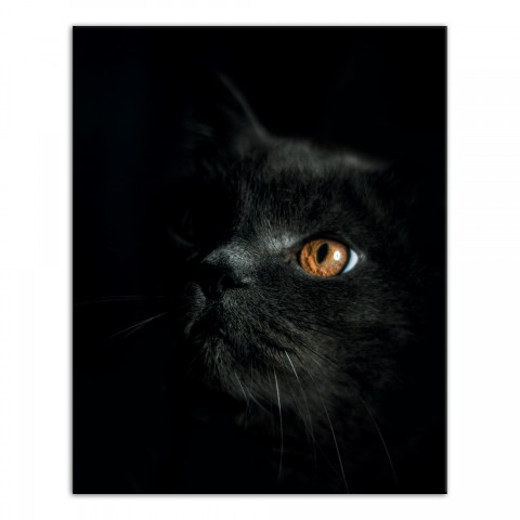 Black Cat 16x20 Canvas Wall Art
