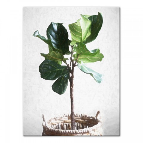 Fiddle Leaf Fig in Wicker Basket 18x24 Canvas Wall Art