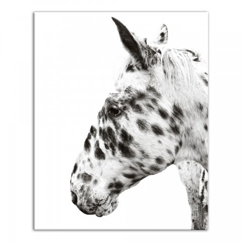 Black and White Dalmatian Horse 16x20 Canvas Wall Art
