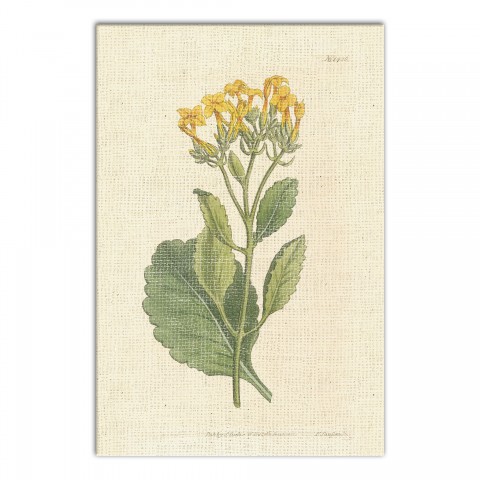 Scientific Botanical II 12x18 Canvas Wall Art