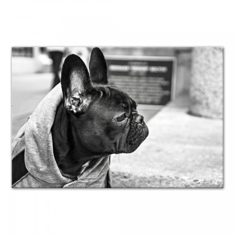 Dog Photography 18x12 Canvas Wall Art