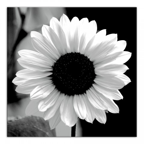 B&W Flower 16x16 Canvas Wall Art