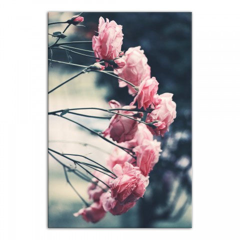 Pink Roses 16x24 Canvas Wall Art