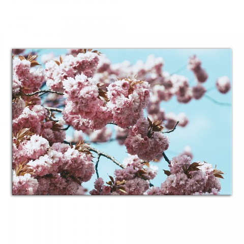 Pink Cherry Blossom 24x16 Canvas Wall Art