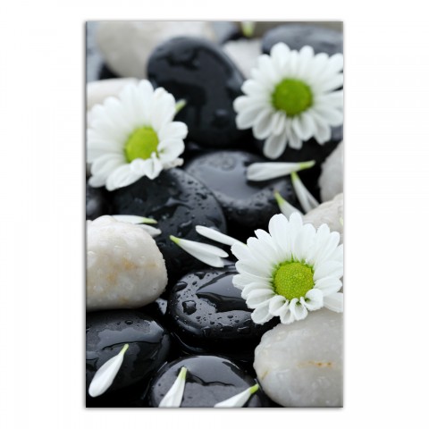 Daisy and Rock Photo 16x24 Canvas Wall Art