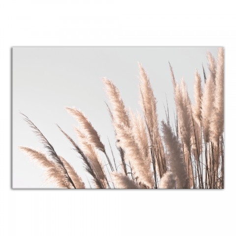 Pampas Grass 24x16 Canvas Wall Art
