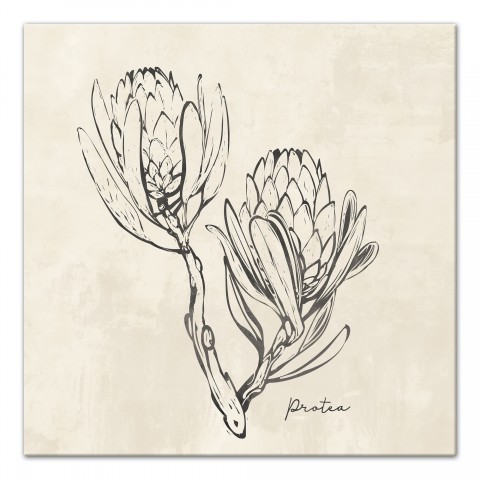 Protea Sketch 20x20 Canvas Wall Art