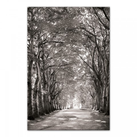 Black and White Tree Path 20x30 Canvas Wall Art