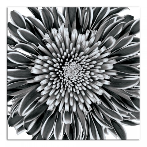 Gray Flower Photograph 36x36 Canvas Wall Art