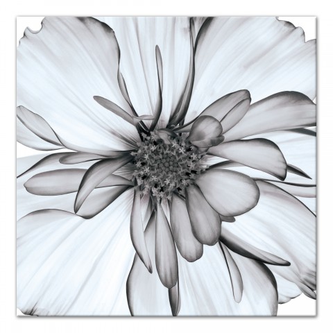 Black and White Flower 36x36 Canvas Wall Art