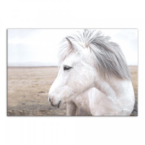 Horse in Field 30x20 Canvas Wall Art