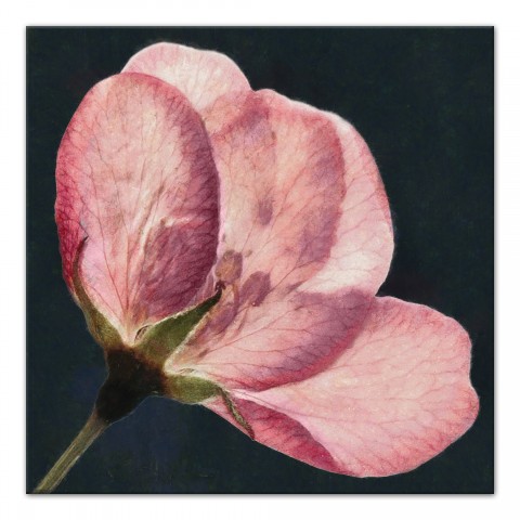 Big Flower Print 30x30 Canvas Wall Art