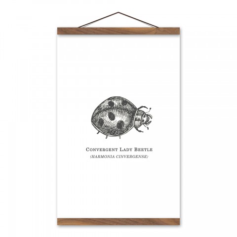 Convergent Lady Beetle 12x18 Teak Hanging Canvas