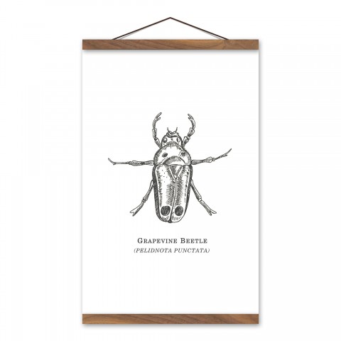 Grapevine Beetle 12x18 Teak Hanging Canvas