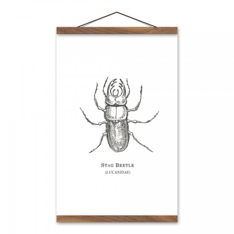 Stag Beetle 12x18 Teak Hanging Canvas