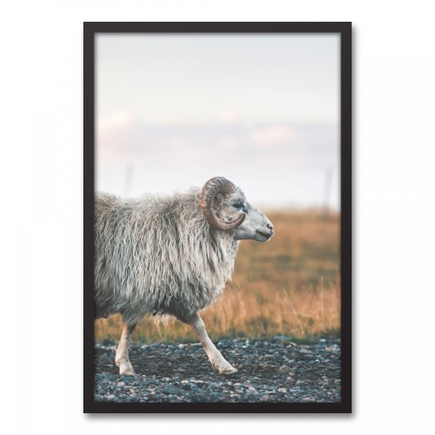 Goat Walking Photography 20x30 Black Framed Canvas