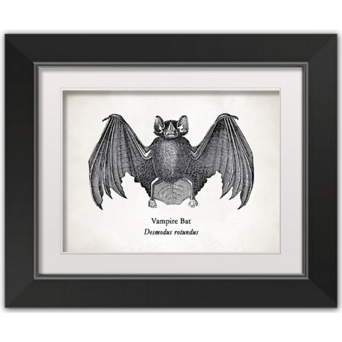 Bat 14X11 Black Framed Print Under Glass