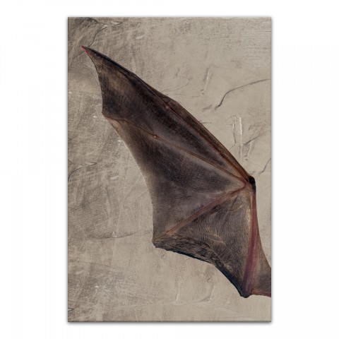 Bat Wing Left 20x30 Canvas Wall Art