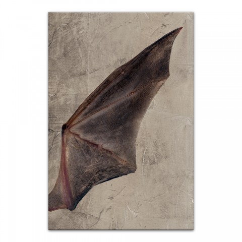 Bat Wing Right 20x30 Canvas Wall Art