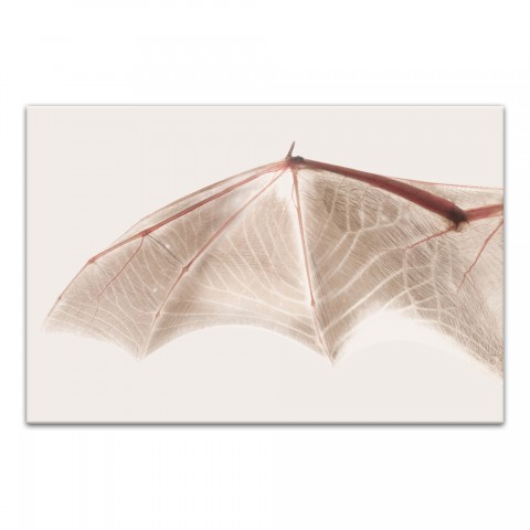 Neutral Bat Wing Cream Left 20x30 Canvas Wall Art