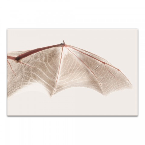 Neutral Bat Wing Cream Right 20x30 Canvas Wall Art