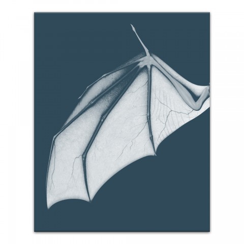 Bat Wing Blue Left 24x30 Canvas Wall Art