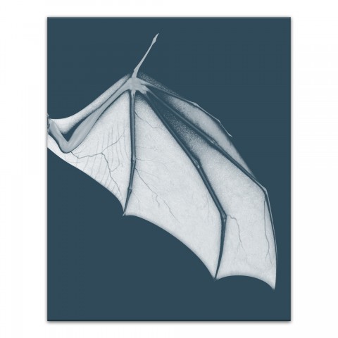 Bat Wing Blue Right 24x30 Canvas Wall Art