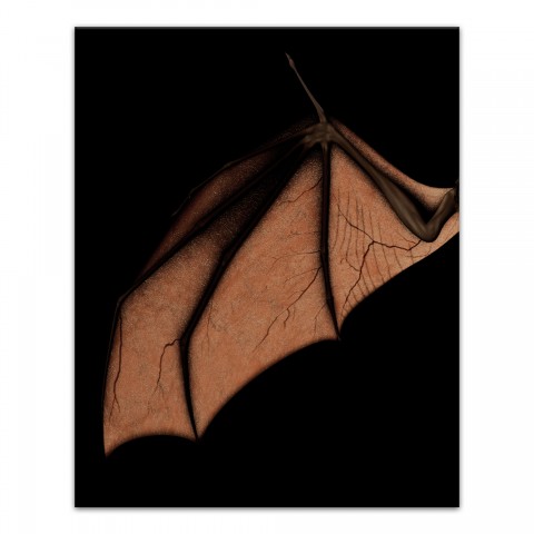 Bat Wing Left 24x30 Canvas Wall Art