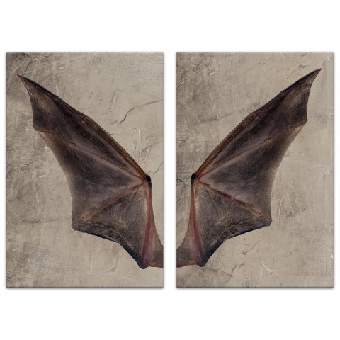 Bat Wing Set 20x30 Canvas Wall Art